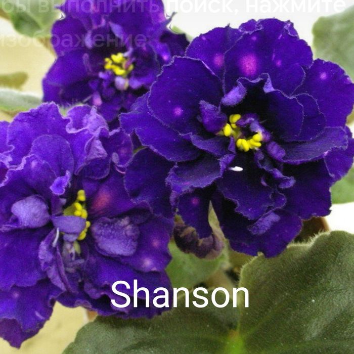 Продам сортовые цветущие фиалки