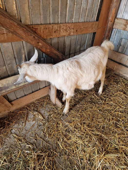 Vând capra la prima fatare
