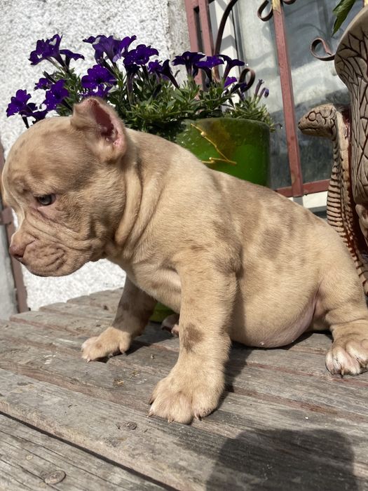 Американский булли