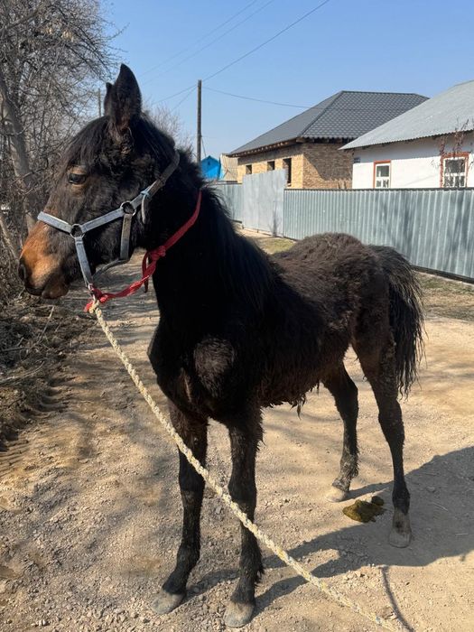 Жабағылар сатылады жуас