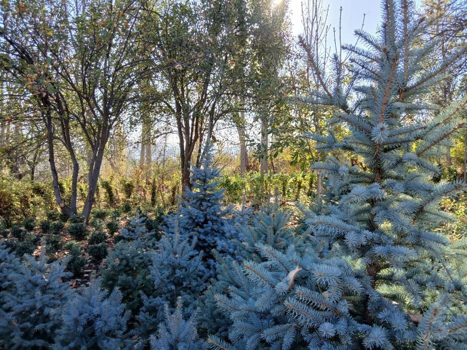 Продаются саженцы деревьев