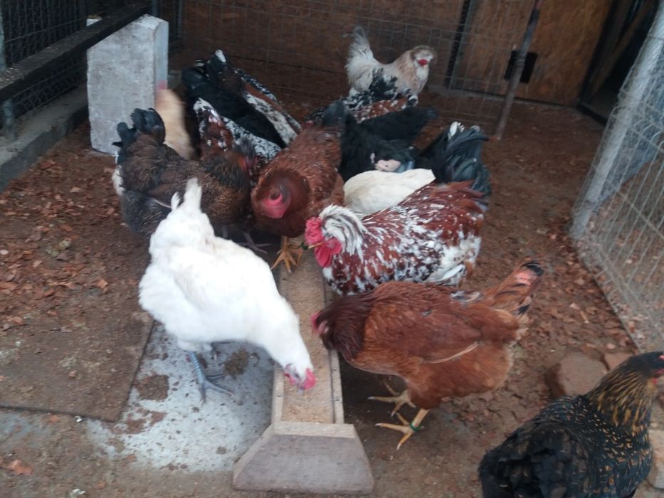 Oua pt incubat de la gaini de rasa