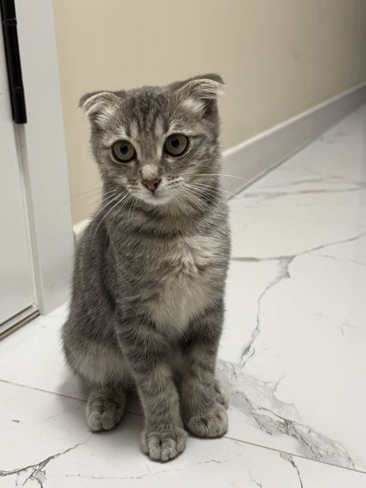 Шотландская вислоуха кошка