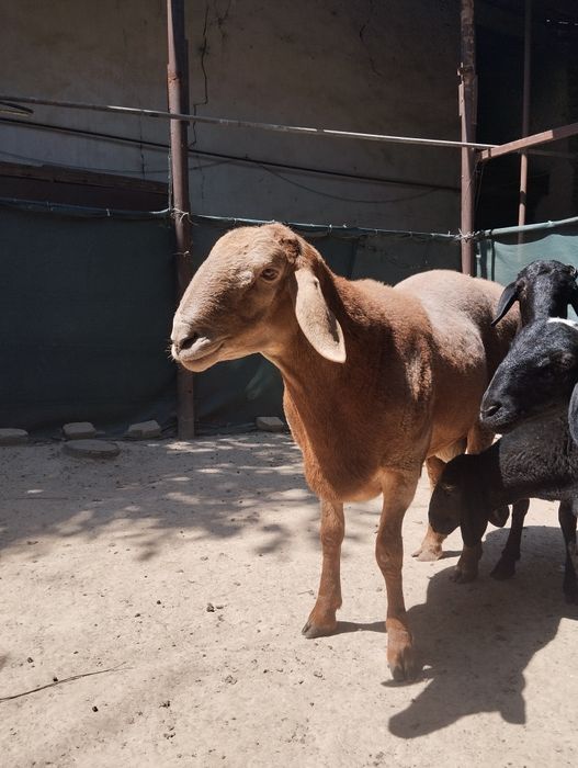 Arashan toza zottor qo'y