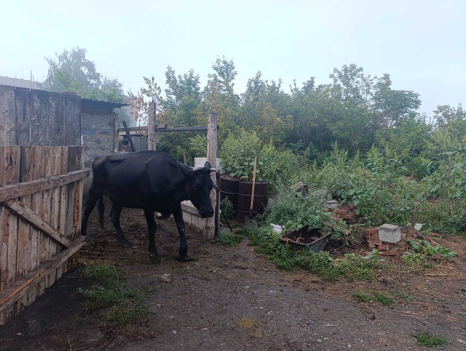 Продам коров дойных
