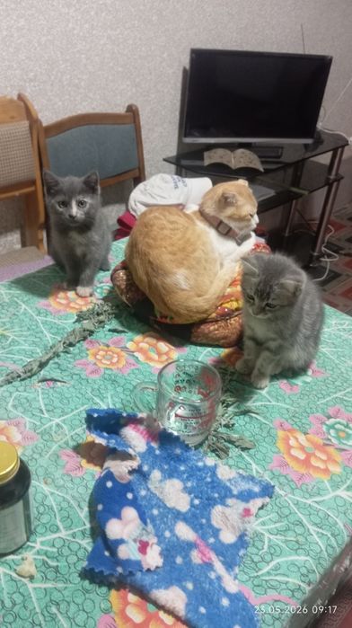 Британский кошка продается