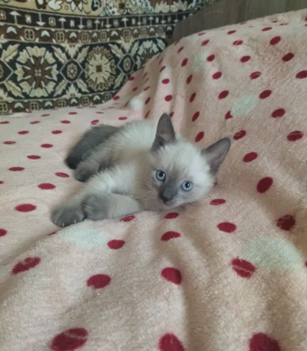 Сиамские котята ..