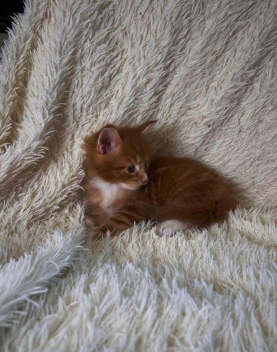 Котята Мейн-Кун.  Бронь открыта.