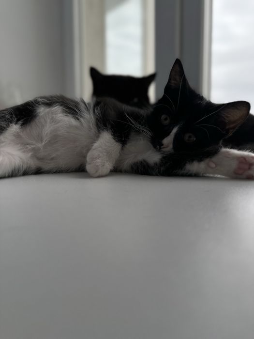 Котёнок девочка в добрые руки