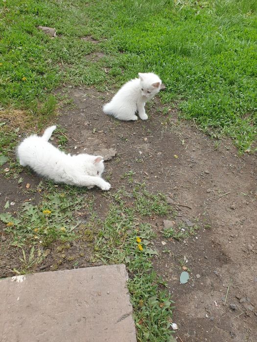 Отдам котят в хорошие добрые руки