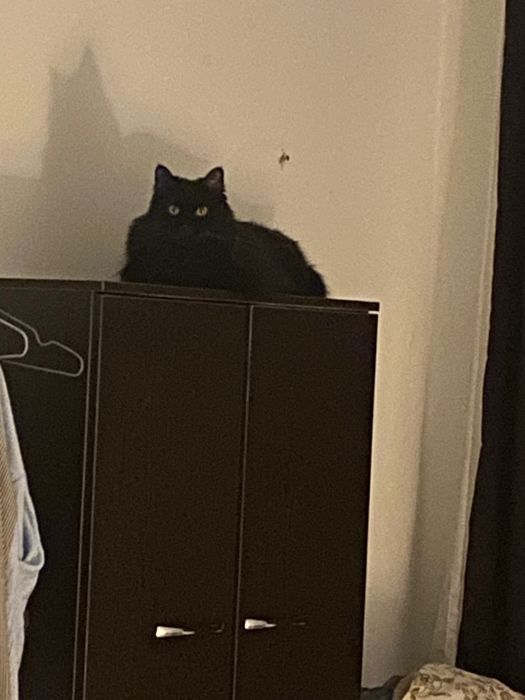 Кота в добрые руки