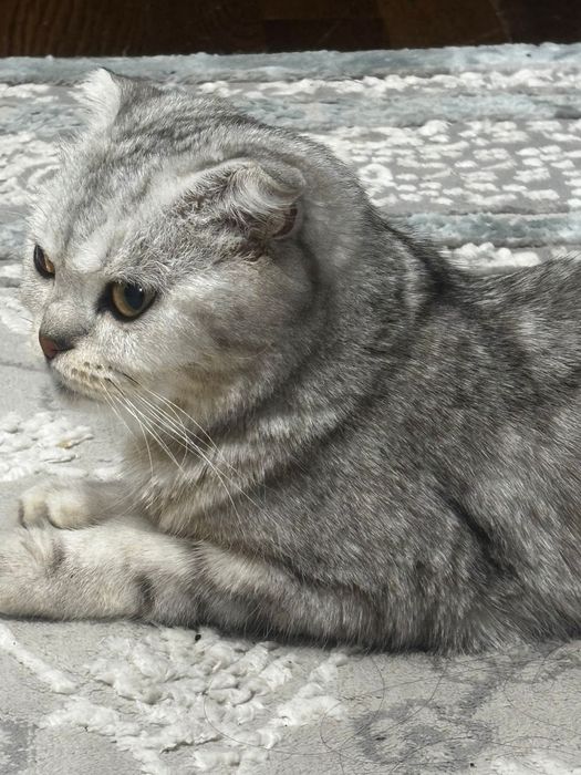 Кошка шотландский