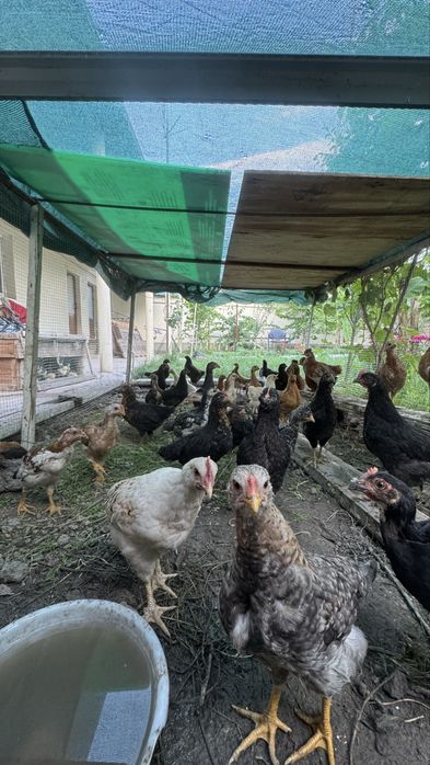 Продаются домашние куры