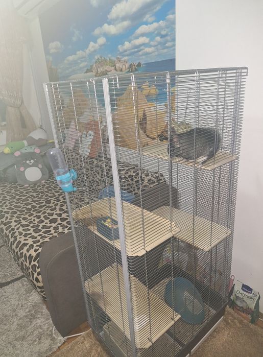 Băiețel chinchila +cușcă