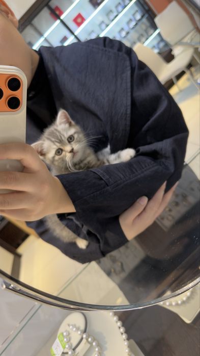 Шотландский котёнок, мальчик