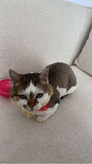 Pisica iubitoare si blanda spre adoptie
