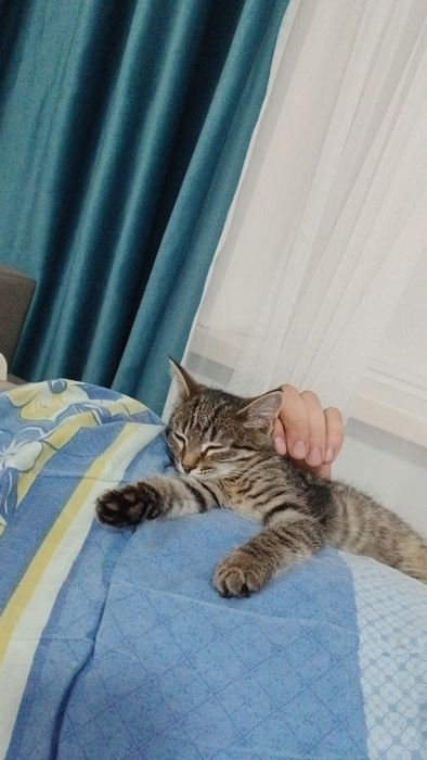 Отдам даром  район авиагородок