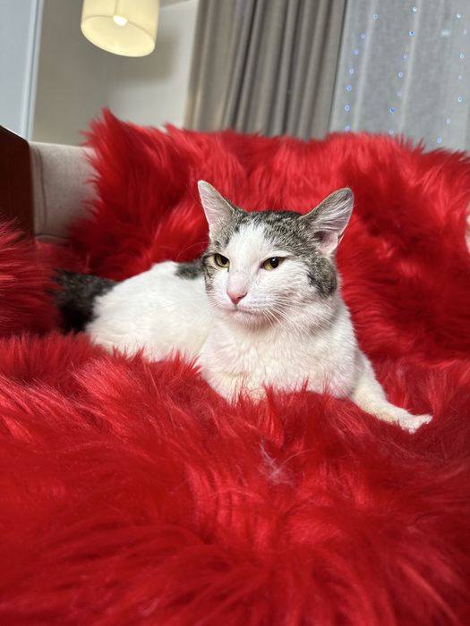 Кот ОСКАР ищет семью