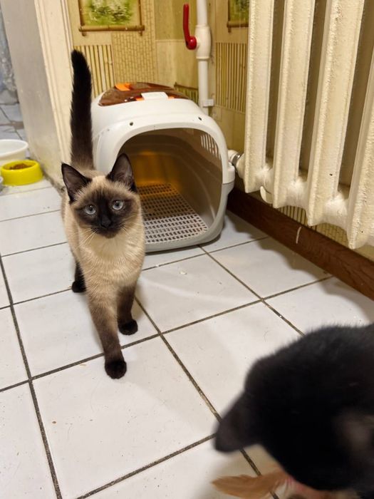 Отдадим в добрые руки и ответственные руки сиамского котёнка