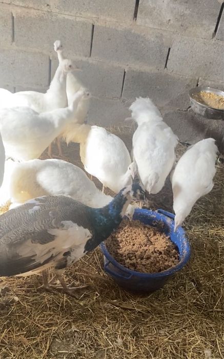 Белые Павлины молоднях