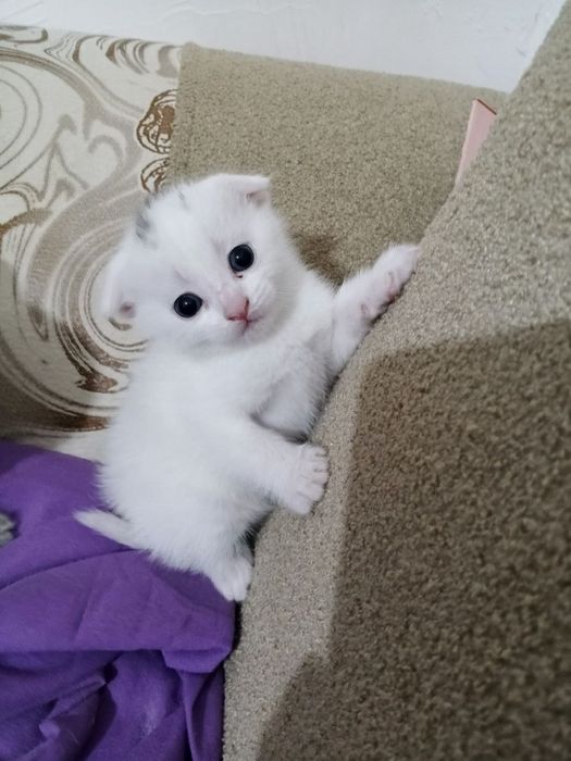 Срочно продам котята породы Scottish fold и Scottish street ..