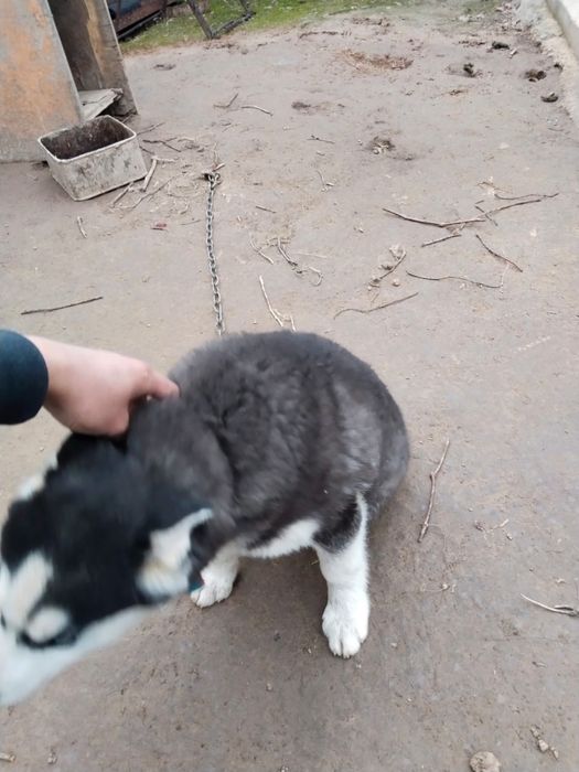 Хаски 4 айлық арыс