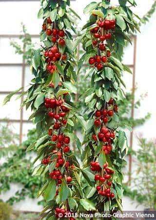 Pomi columnari si pitici