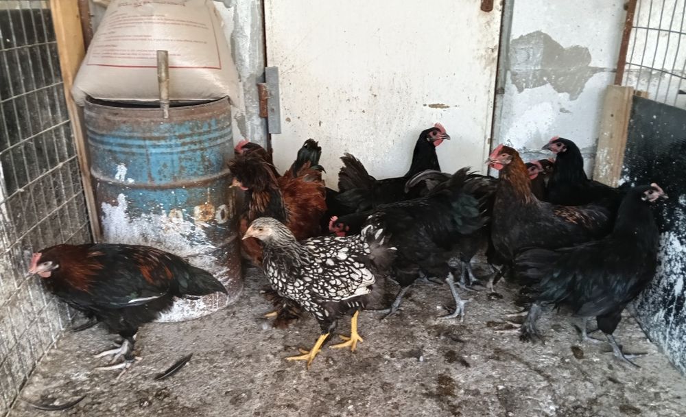 Cocos barbos+ puica barboasa olive/wyandotte argintiu