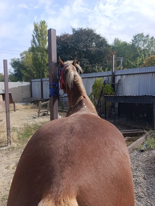 Айғыр сатылады 6 жасар