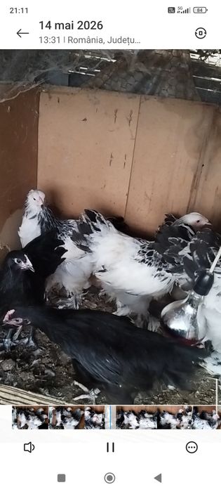 Schimb pui de Brahma herminat deschis și cochinchina galben