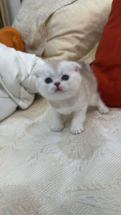 Вязка. Шотландский вислоухий кот.