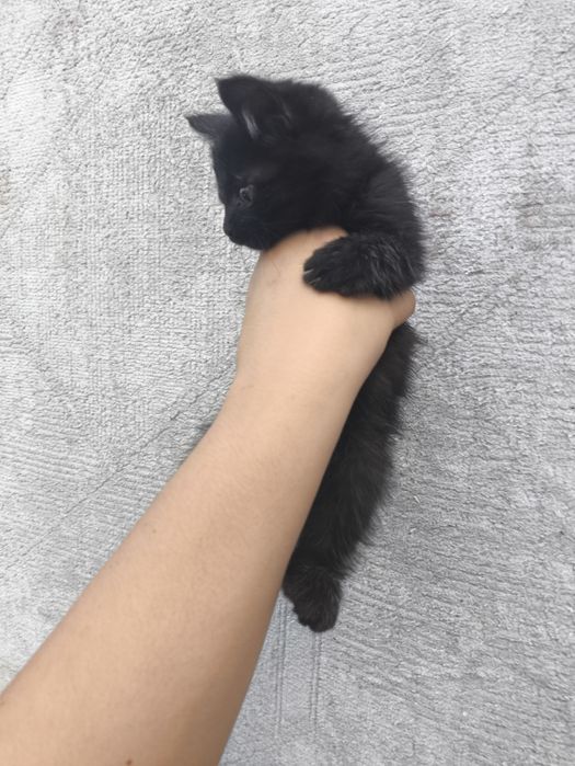 Котёнок срочно нужен дом