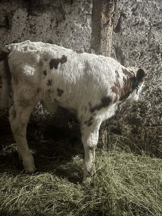 Vând un tauras și o vitea