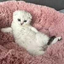 Shinshilla Fold Шиншилла фолд торгватса не буду narxi taqalgami