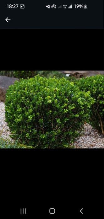 Саженцы ёлка Алматы