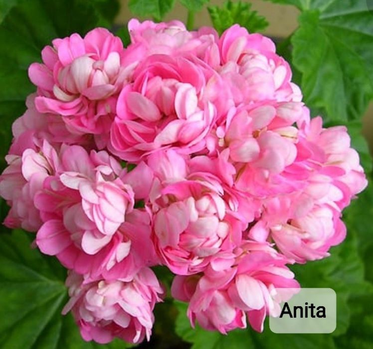 Укоренённые черенки сортовых пеларгоний