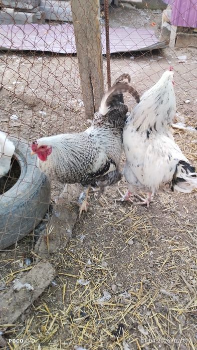 Қораздар, петухи