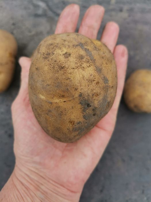 Картошка домашняя