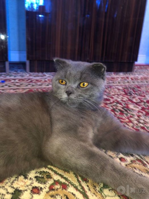 Scottish Fold mushuklari sotiladi!