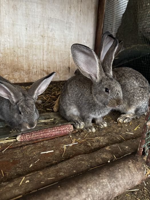 Flandir quyonlar