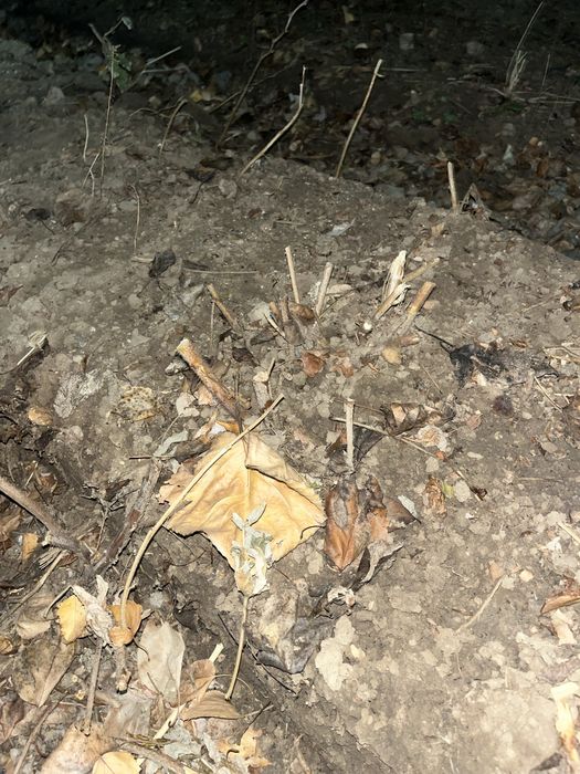 малина саженцы.