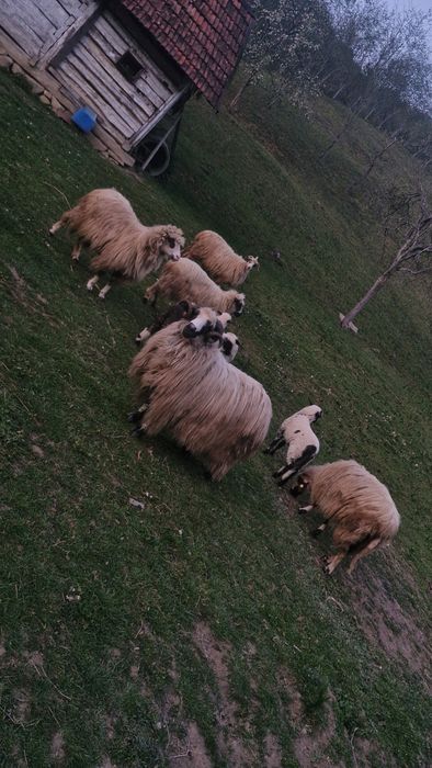 Vând 4 oi și un berbec