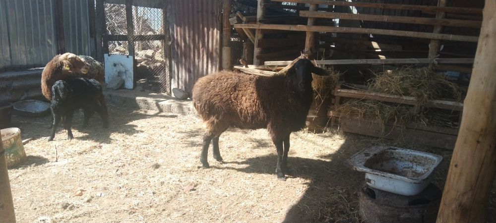 Сатыладыыыыыыыыы