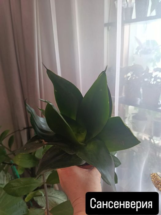 Отростки большой выбор