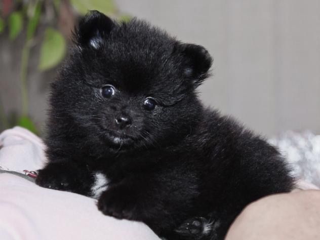 продаются щенки шпицы