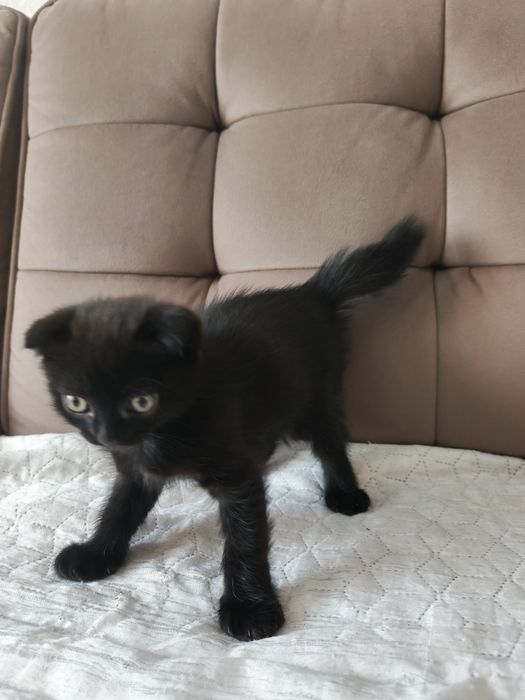 Продам двух вислоухих котят.