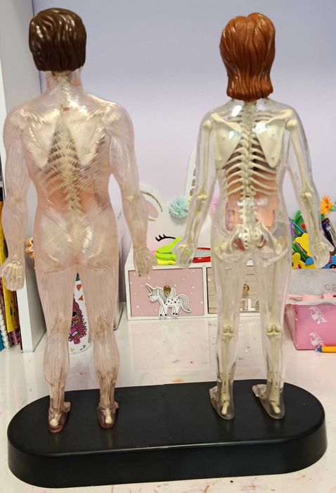 Анатомия на Човешко Тяло