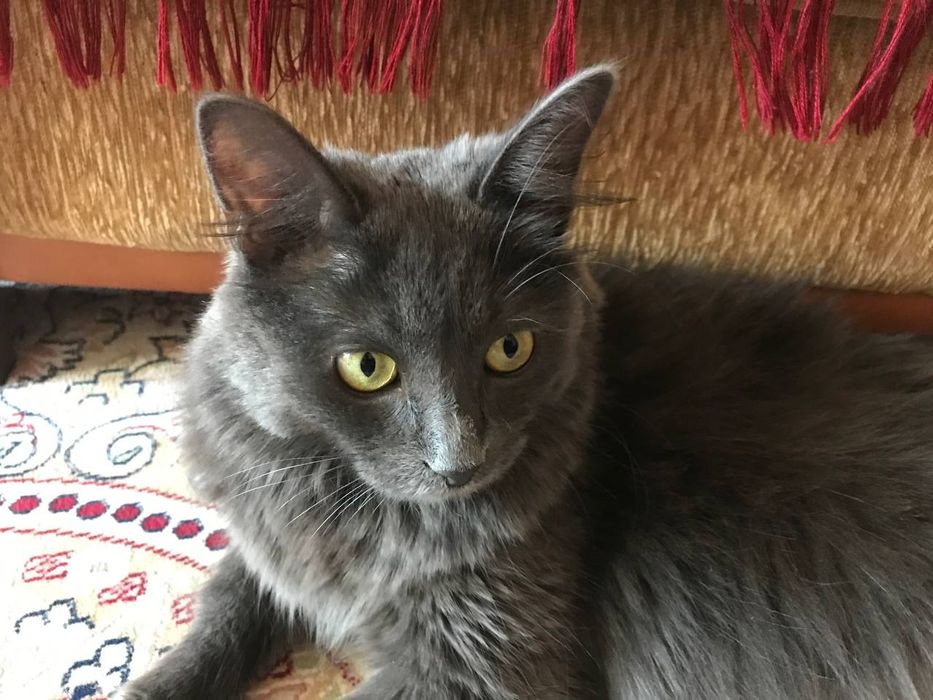 Отдам кота в хорошие руки