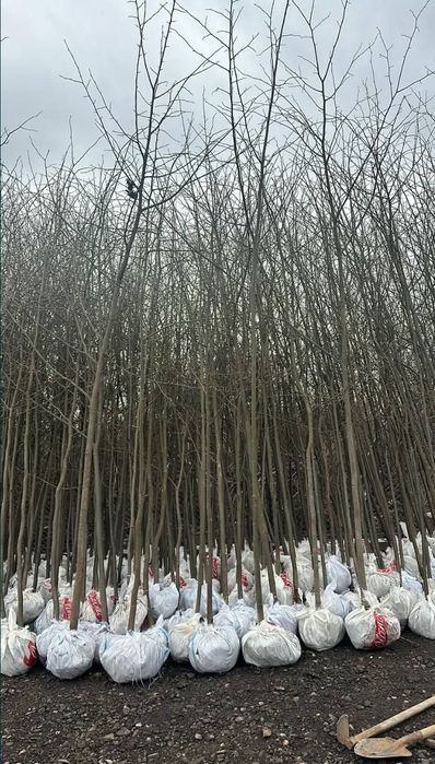 Vand mesteacan tei Arțar Stejar platan