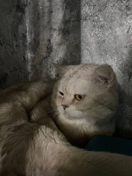 вязка британский кот